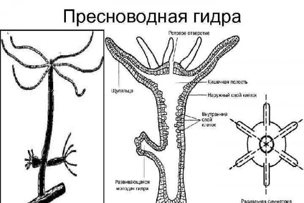 Почему в кракене пользователь не найден